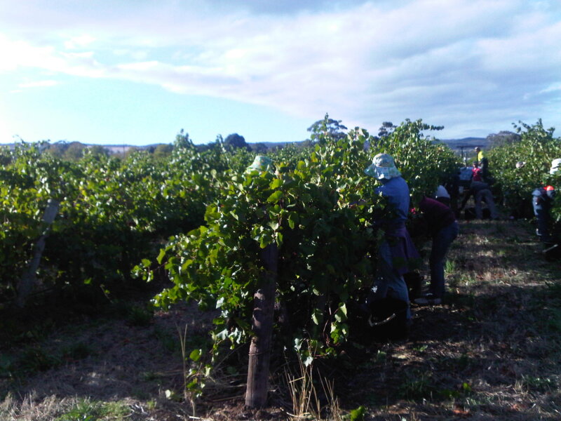 Pinot handpick at Bradens