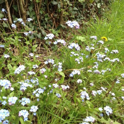 Forget-me-not