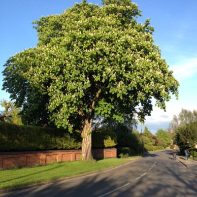 horse chestnut