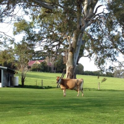 Naughty the cow on the paddock 2012