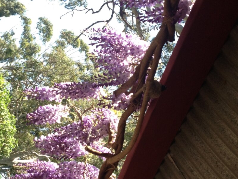 willy wagtail nest in wisteria 2013