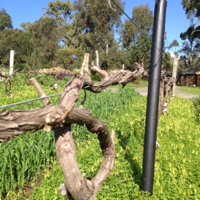 hill shiraz pruned with plastic coated untreated pine pole