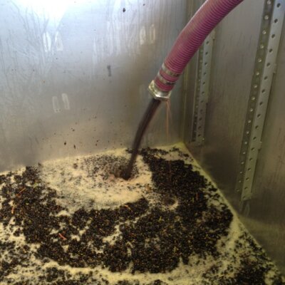 1st crush 2013 into the fermenting bin