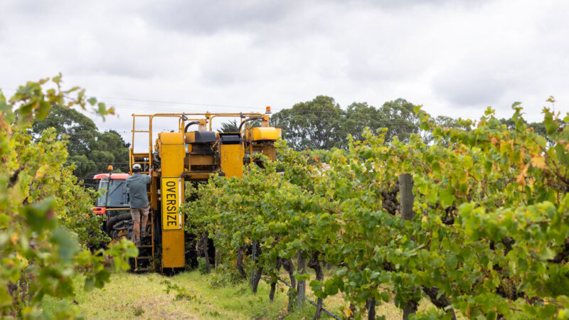 Harvest in progress at Battle of Bosworth McLaren Vale