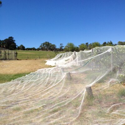 Nets on Ding's block looking up to cows 2013