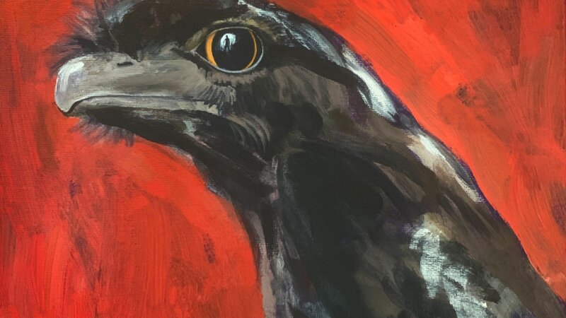 Tawny Frogmouth
